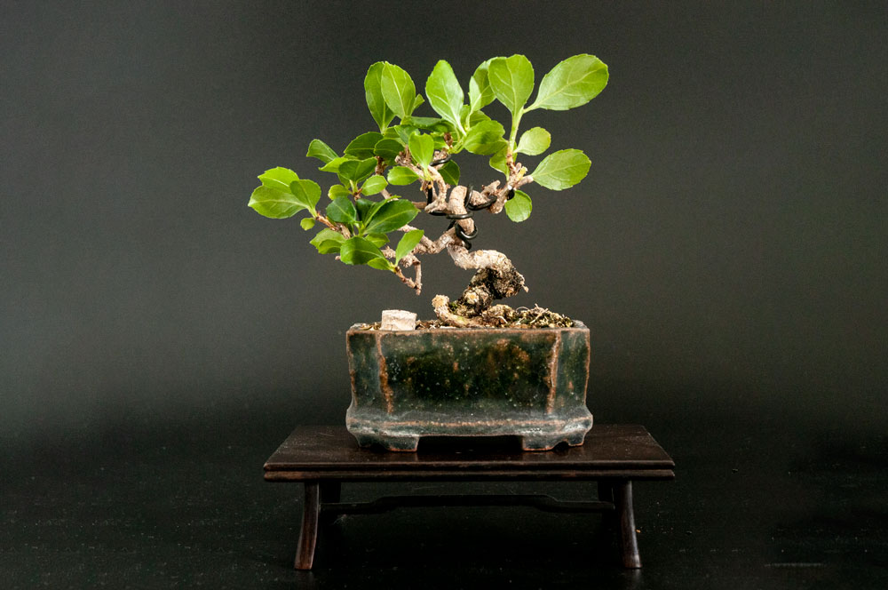 根伏せのツルウメモドキ Gate B