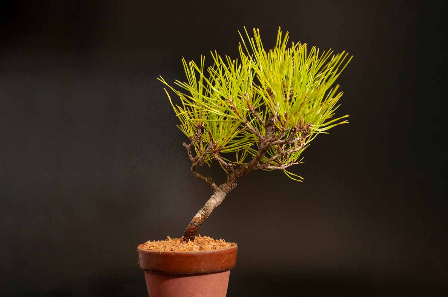 豆梨の盆栽です。14個実付き。黒松、赤松、真ぱく盆栽 梨 1