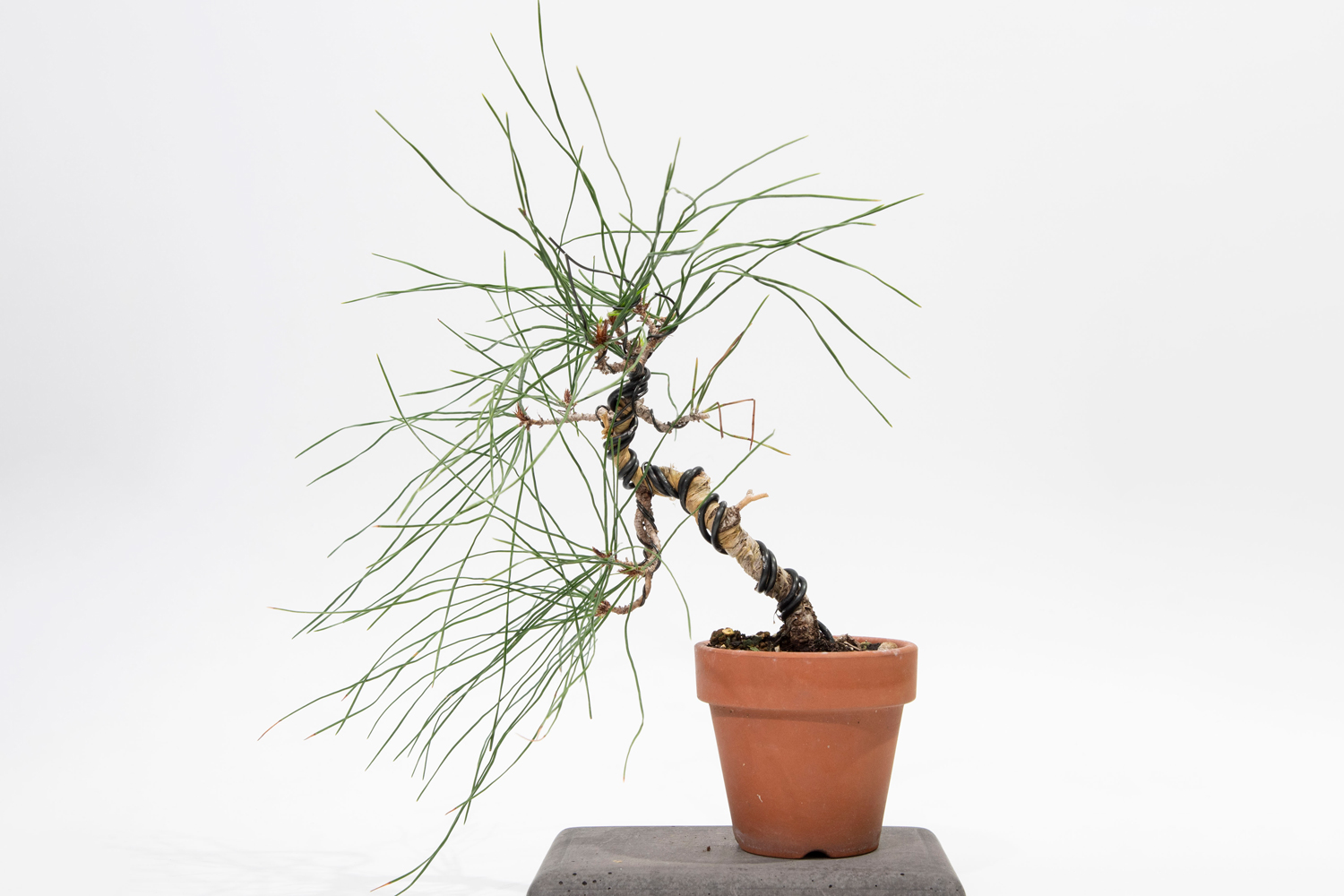 赤松の針金掛け – GATE B